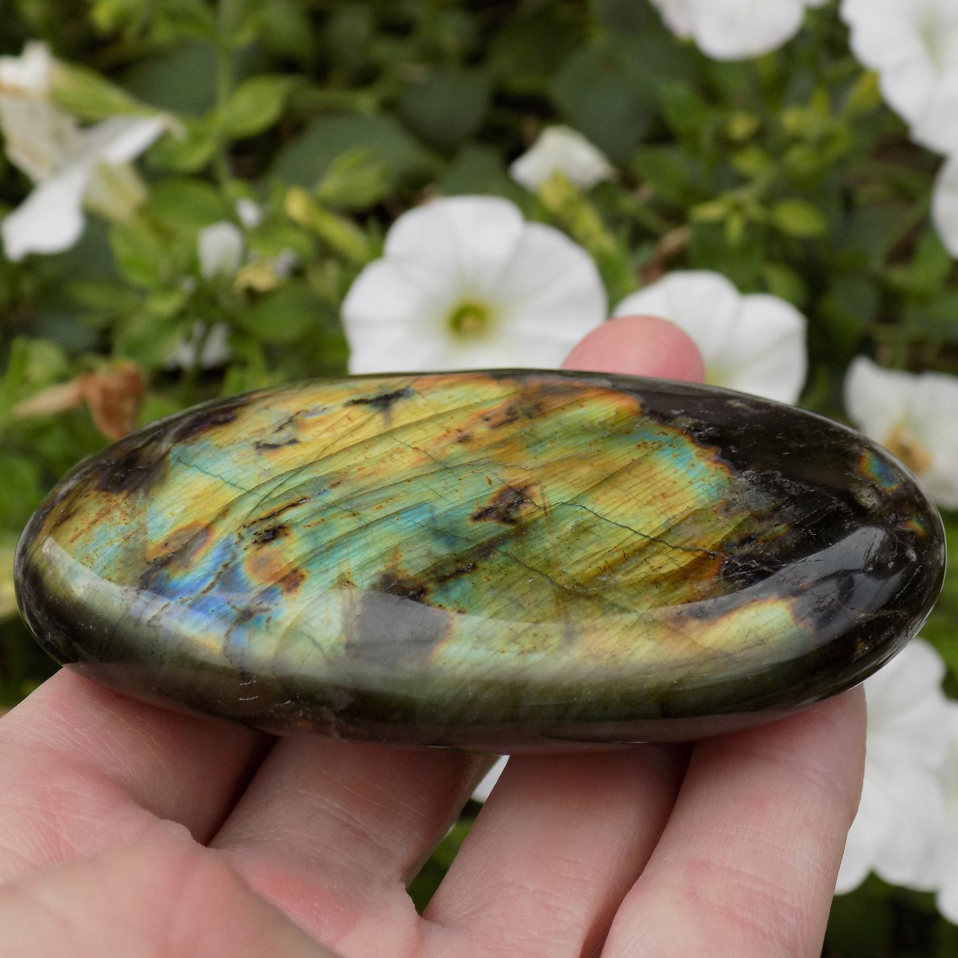 Polished labradorite crystal with white flowers in background