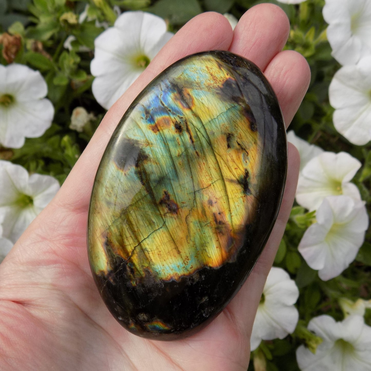 Flashy labradorite palm stone showing yellow, green and blue colour